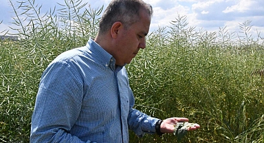 Prof. Dr. Sağlam: Kanola tarlalarında görülen tırtılda salgın yok
