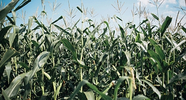 Tarımsal Girdi Fiyatları Nisan 2025'te Yıllık Bazda Yüzde 30 Arttı