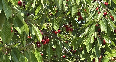 Tekirdağ kirazında 3 bin ton rekolte bekleniyor