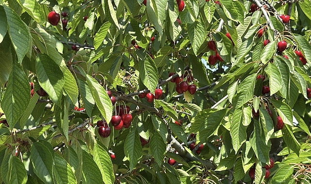 Tekirdağ kirazında 3 bin ton rekolte bekleniyor