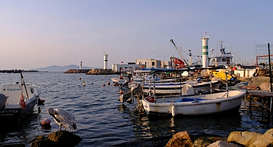 Türkiye'de Su Ürünleri Üretimi 2024'te Yüzde 7,6 Azaldı