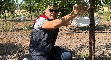 Akdeniz Meyve Sineğine Karşı Tuzaklı Önlem