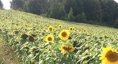 Ayçiçeği Tohumu ve Ham Yağ İthalatına Tarife Kontenjanı Açıldı