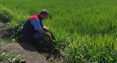 Babaeski’de Çeltik Tarlalarında Fenolojik İnceleme Ve Teknik Kontroller Gerçekleştirildi