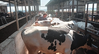 Babaeski'de Hayvan Sağlığı İçin Yoğun Mesai