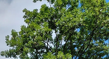 Babaeski'de Kavurucu Sıcaklar