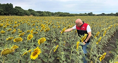 Babaeski’de Zararlılarla Mücadelede Feromon Tuzakları Etkin Şekilde Kullanılıyor