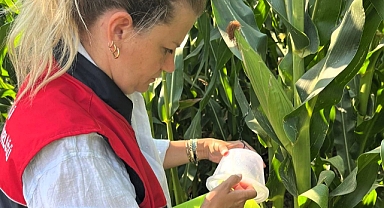 Batı Mısır Kök Kurdu'na Karşı Lüleburgaz'da Yoğun Mücadele 