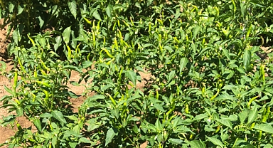 Biberin Sağlığa Faydaları ve Yaz Mevsiminde Tüketiminin Önemi