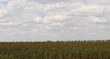 Çiftçi Beklediği Verimi Alamadı 