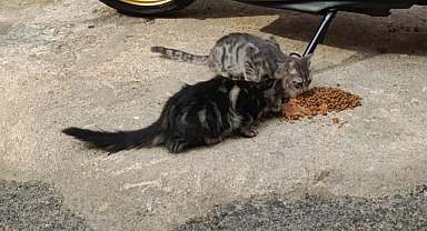 Duyarlı Vatandaşlardan Sokak Hayvanlarına Destek 