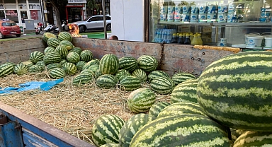 Kavakdere Karpuzu Serinletiyor: Tane Fiyatı 50 TL'den Başlıyor