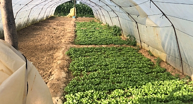 Kırklareli’nde %75 Hibeli Örtü Altı Yetiştiriciliği Projesi Başvuruları Başladı