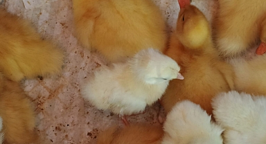 Kırklareli Pazarı'nda Civciv Sevinci: Çocukların Yeni Gözdesi 