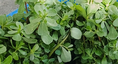 Kırklareli Pazarı'nda Semizotu 25 TL: Şifa Deposu Tezgahlarda Yerini Aldı 