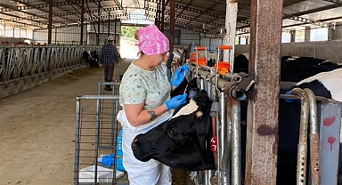 Koruköy'de Arilik Çalışması 