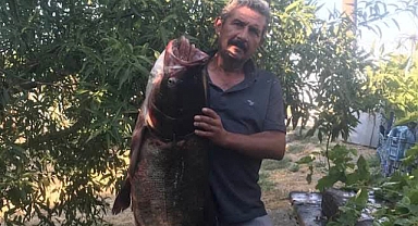 Meriç Nehri’nde nadir görülen 20 kilo ağırlığında som balığı yakaladı