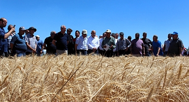 Müsellim Köyü’nde Yerli ve Milli Buğday Hasadı Gerçekleştirildi