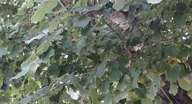 Orman Yangınları Türkiye Genelinde Alarm Veriyor