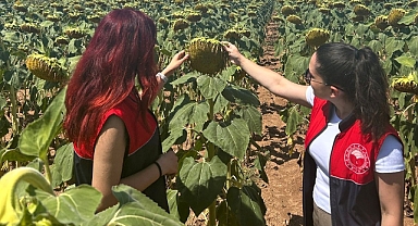 Pehlivanköy’de Ayçiçeği Tarlalarına Yakın Takip: TAKEP Kapsamında Denetimler Sürüyor