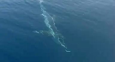 Saros’a açılan balıkçılar köpekbalığı görüntüledi