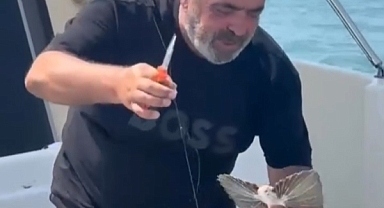 Saros'ta nadir görülen kırlangıç balığı oltaya takıldı