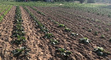 Tarım ve Orman Bakanlığı'ndan 2025 İçin Güncellenmiş Derecelendirme Sistemi