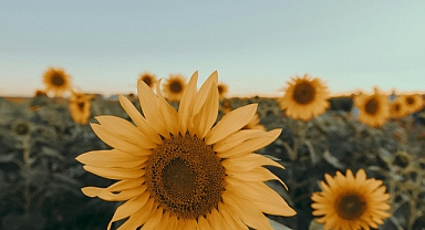 Trakya Birlik’ten Yağlık Ayçiçeği İçin Kritik Açıklama: Tarife Kontenjanı ve Yeni Desteklerle Üretimde Sıçrama Bekleniyor