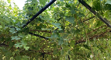 Üzüm Yaprağı ve Asmanın Doğal Gölgesi Hayat Veriyor 