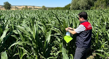 Vize'de Mısır Tarlalarında Zararlılarla Mücadele: Feromon Tuzakları Kuruldu
