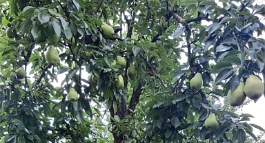 Yazın Serinleten Lezzeti: Armutun Sağlığa Faydaları