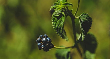 Yazın Şifası: Böğürtlen Sağlık Deposu Olarak Dikkat Çekiyor
