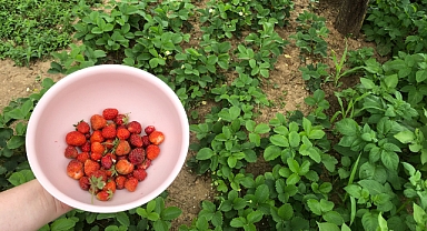 Yazın Vazgeçilmezi: Çileğin Sağlığa Faydaları Saymakla Bitmiyor!