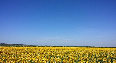 Ayçiçeği Üreticisinin Beklediği Fiyat Açıklandı