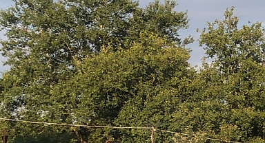 Babaeski’de Kavurucu Sıcaklar Etkili Olacak