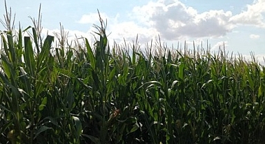 Babaeski’de Mısır Tarlalarında Teknik Kontroller Sürüyor