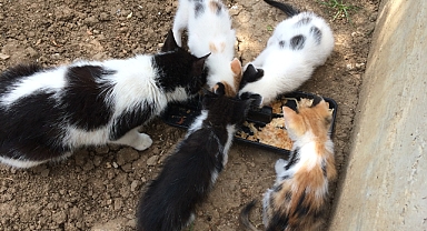 Babaeski’de Sokak Kedilerine Sevgi Eli