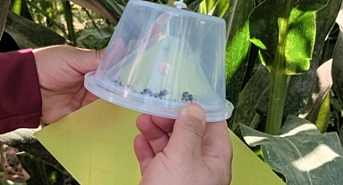 Babaeski'de Zararlı Takibi Aralıksız Sürüyor