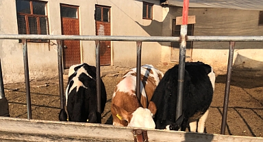 Buzağı ve Malak Desteklemeleri Başlıyor