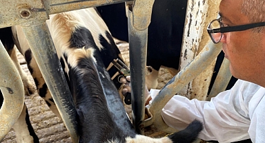 Deveçatağı Köyünde Hayvancılıkta Arilik Kontrolleri 