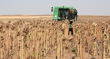 Edirne'de ayçiçeği araştırması; kuraklığı bağlı olarak yüzde 50'den fazla verim kaybı yaşandı