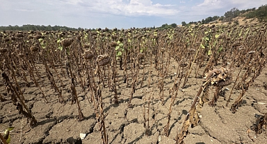 Edirne'de ayçiçeğini kuraklık vurdu