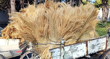 Edirne Ticaret Borsası’nda, yılın ilk mahsul süpürge telleri satışa çıktı