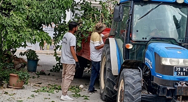 Gazi Kemal Mahallesi’nde Ağaç Budama ve Çevre Düzenlemesi
