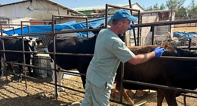 Hayvan Sağlığı İçin Aşılama ve Kontroller Sürüyor 