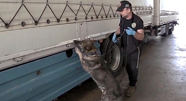 Kapıkule'de 245 kilo esrarı 'Füge' buldu