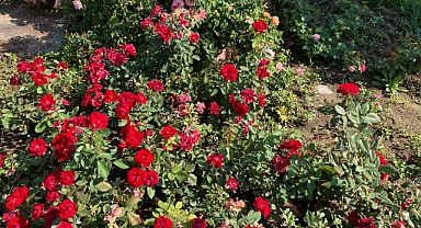 Kırklareli Belediyesi Park ve Bahçeleri Güllerle Renklendiriyor