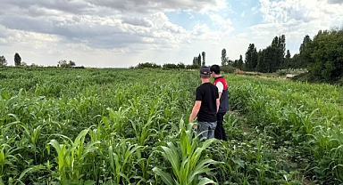 Kırklareli’de Sorgum-Sudanotu Melezi Tohumlarının Teknik Kontrolleri Yapıldı