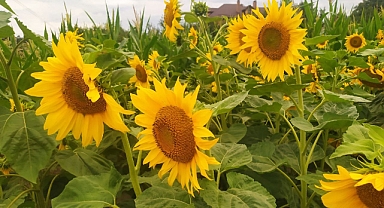 Kırklareli İli Biçerdöver Hasat Komisyonu 2025 Kararlarını Açıkladı