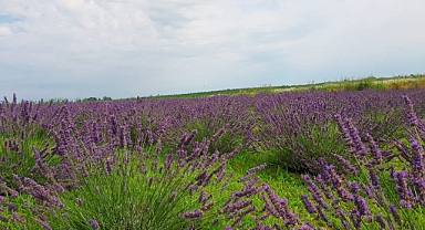 Lavanta ve Sağlık: Doğanın Şifalı Kokusu